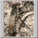 Lasiopogon cinctus - Raubfliege 05 10mm.jpg